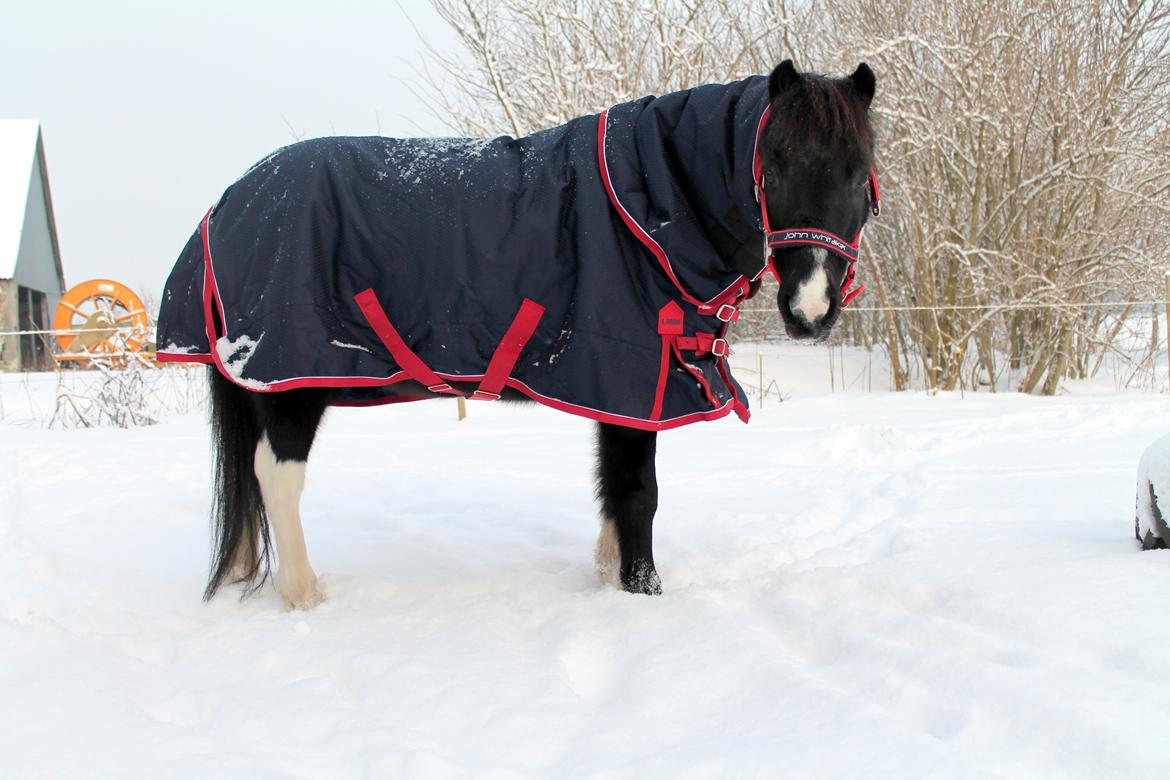 Pinto Topper - 15-1-13 billede 10