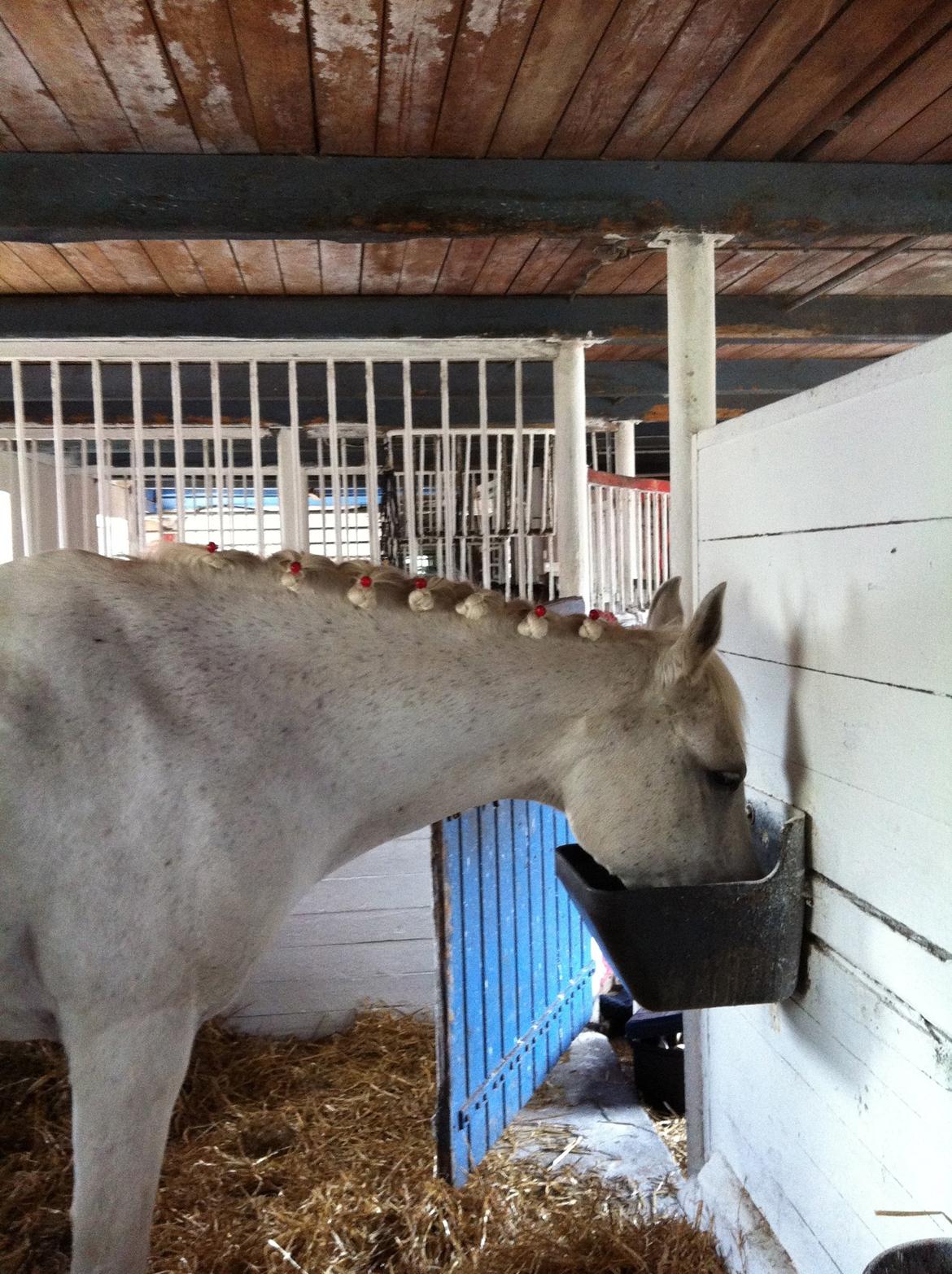 Anden særlig race Awanca - Juli 2012 - Også fra ridelejr billede 11