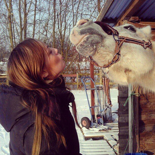 Arabisk fuldblod (OX) Mr M - Prinsen. - Velkommen til Mister's profil :)  billede 1