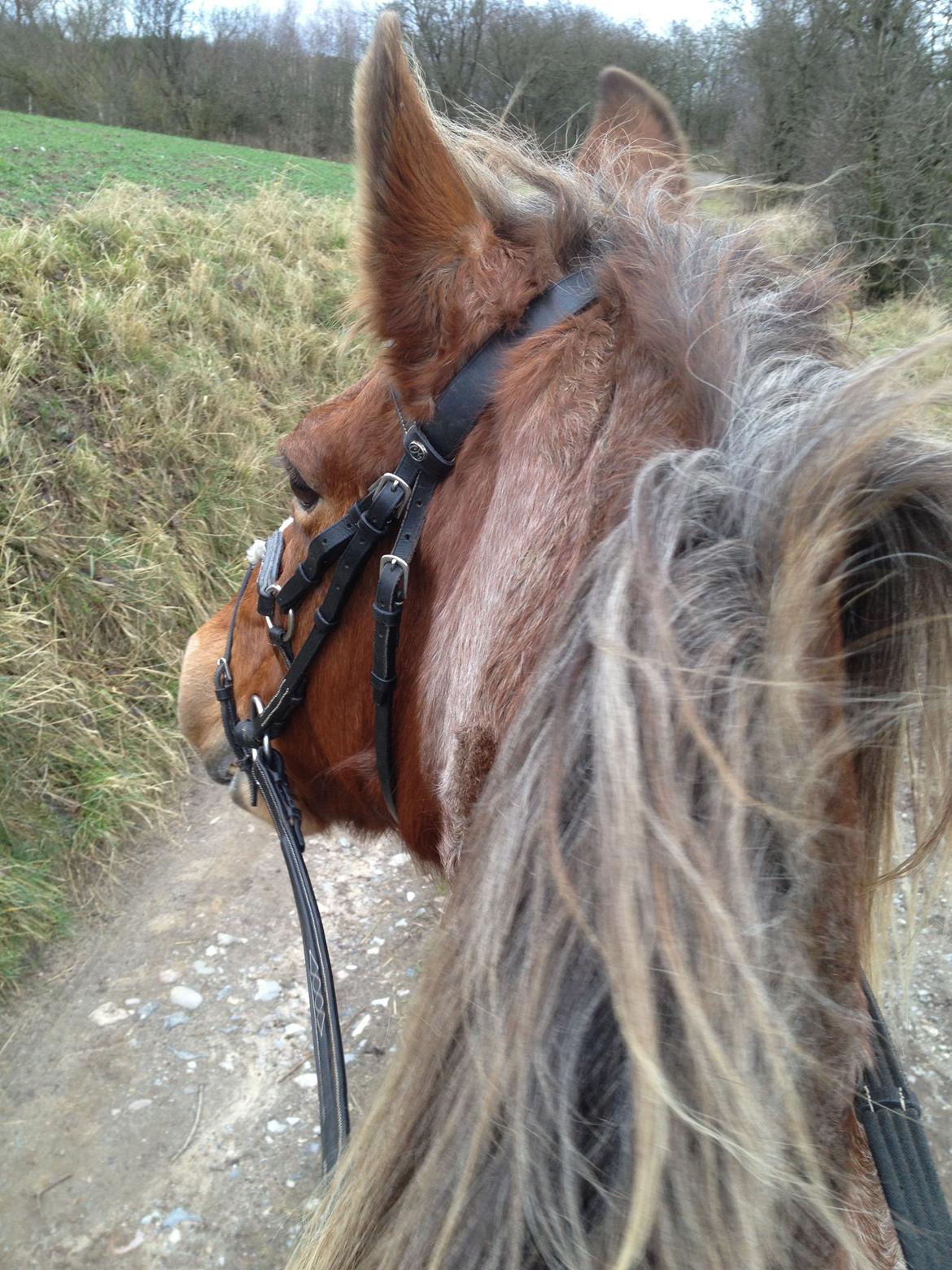 Anden særlig race Baliey [Himmelhest] - Billede fra da Mig og Bailey var på tur (:  billede 13