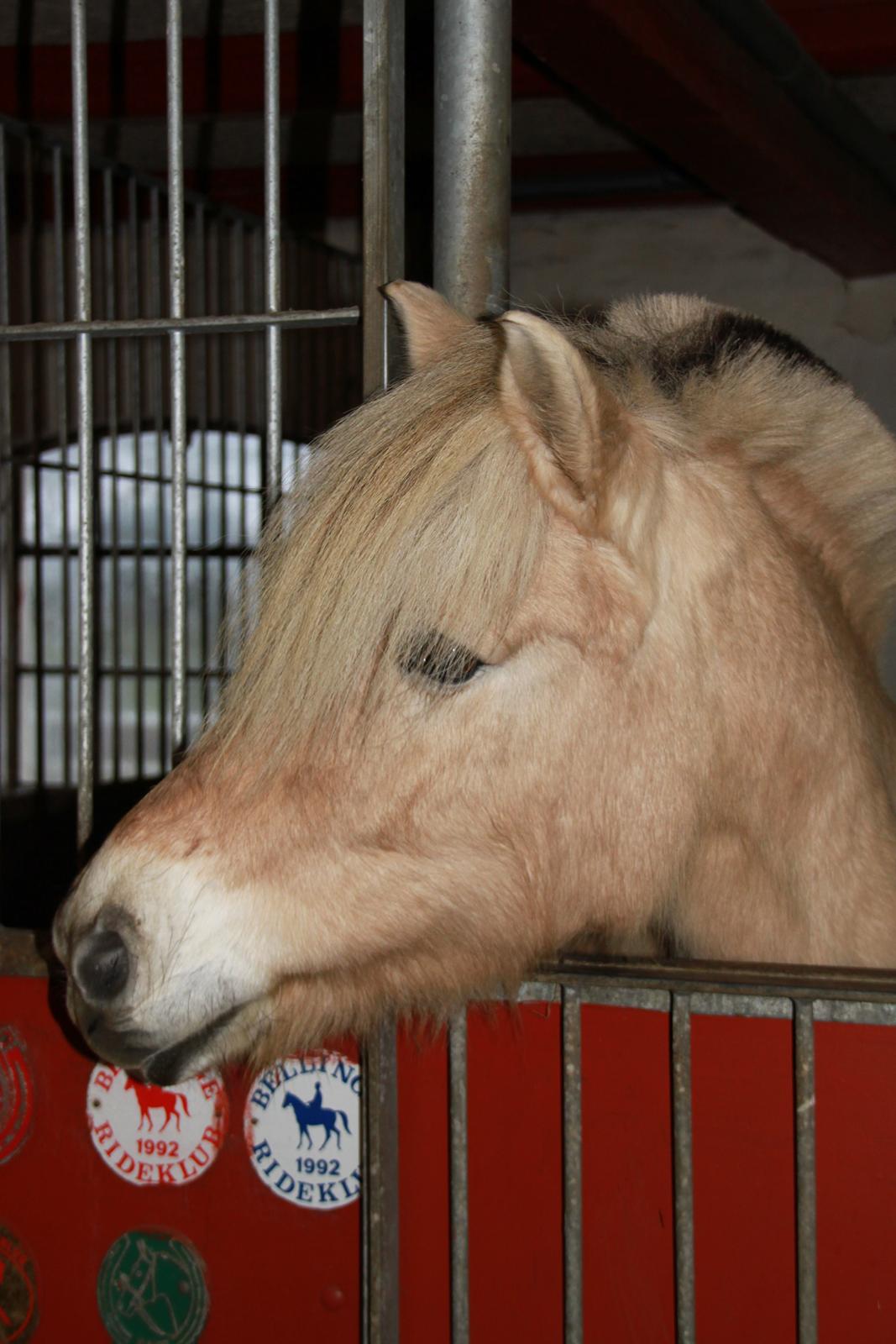 Fjordhest Højgaards Hella billede 11