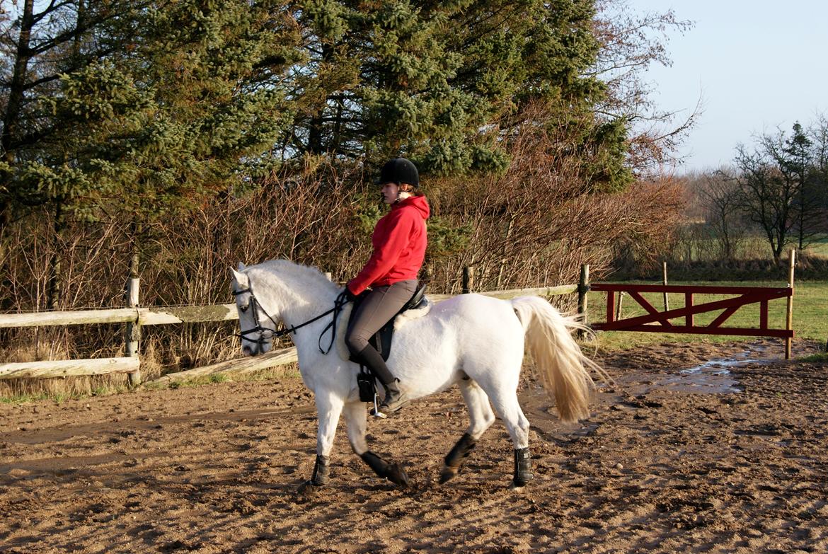 Sportsaraber (A) Timian - julen 2012 hjemme på banen billede 2
