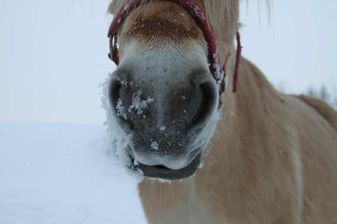 Fjordhest Højgaards Hella billede 12