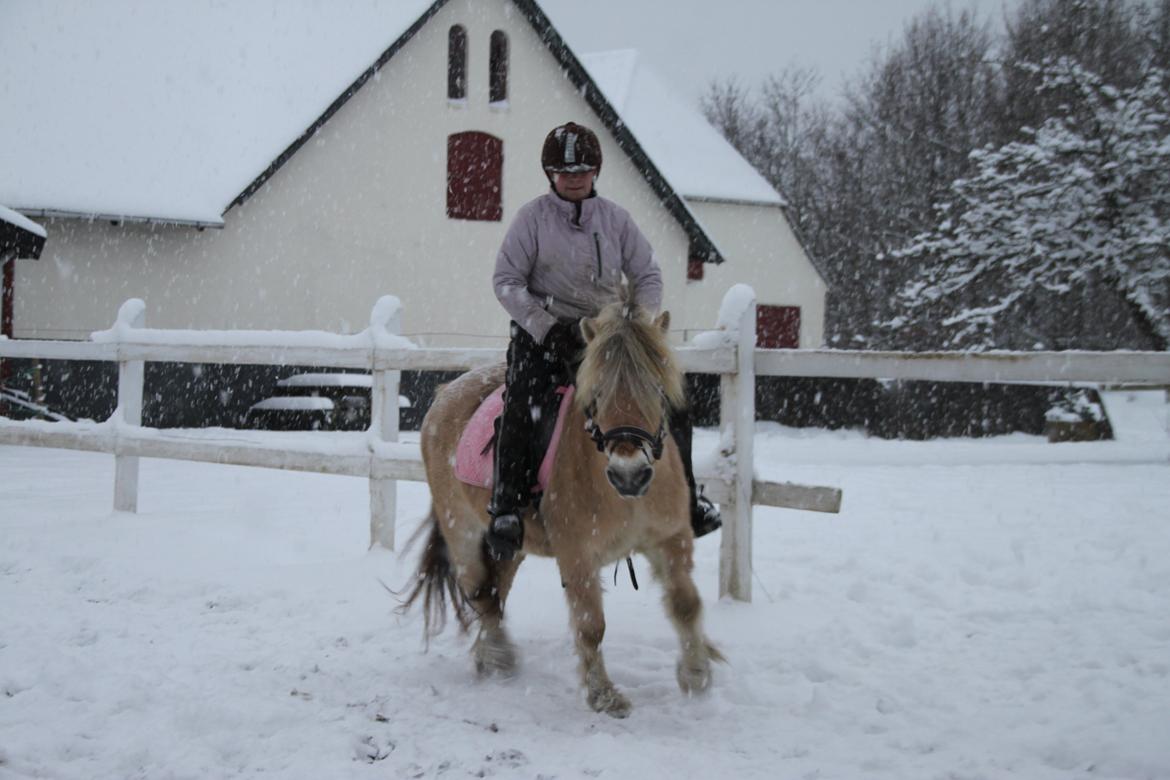 Fjordhest Højgaards Hella billede 13
