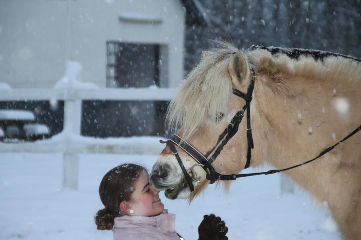 Fjordhest Højgaards Hella - Mys<3 billede 19