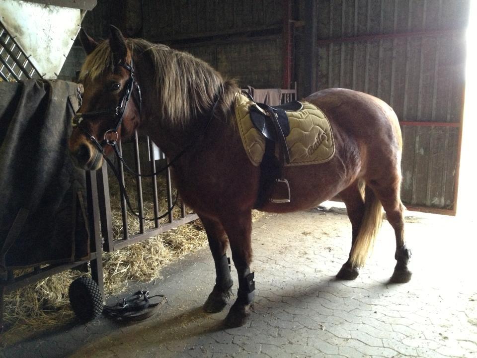 Anden særlig race Baliey [Himmelhest] - Så er vi klar til at ride en tur (: hun er smuk, og hun er det bedste i mit liv!<3 billede 12