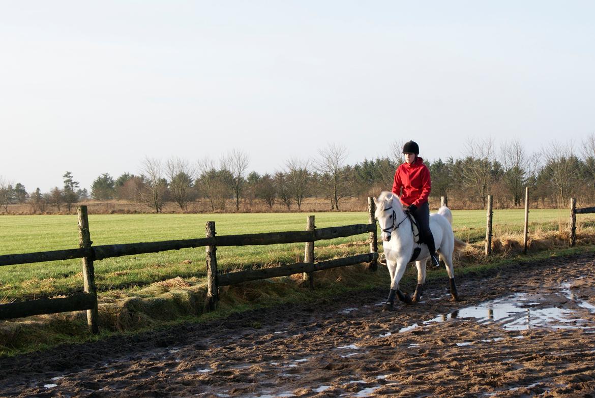 Sportsaraber (A) Timian - Mathilde og Timian fører sig frem:-) billede 3
