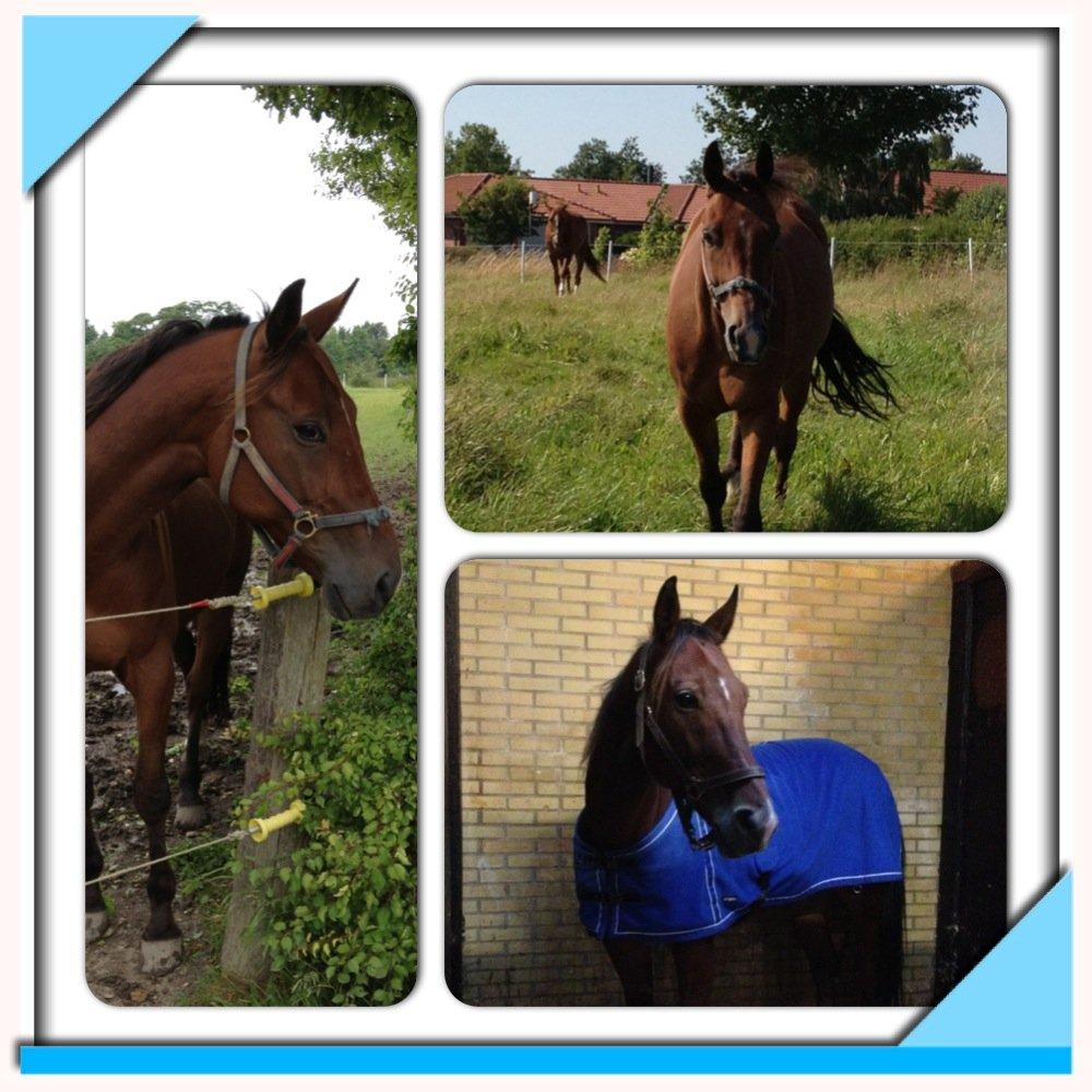 Traver Lynet Lendalund <3 - Lille collage med de bedste billeder af min dejlige dreng <3 elsker dig! billede 18