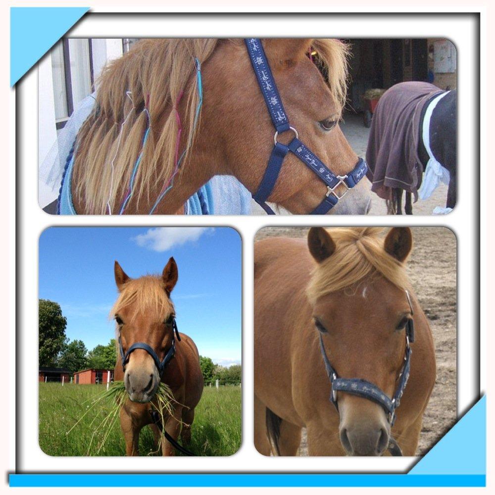 Gotlandsruss Ivanhoe<3 - De bedste billeder med min lille dreng<3 du vil altid være i mit hjerte <3! billede 19