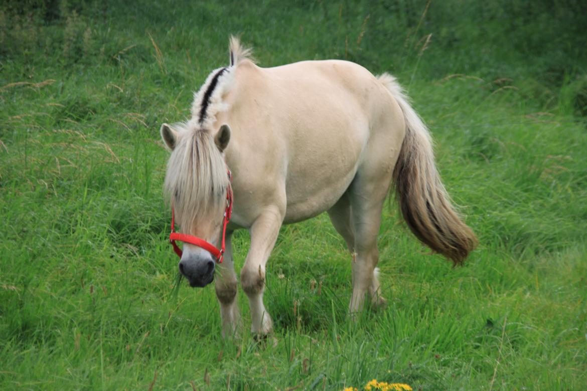 Fjordhest Højgaards Hella billede 9