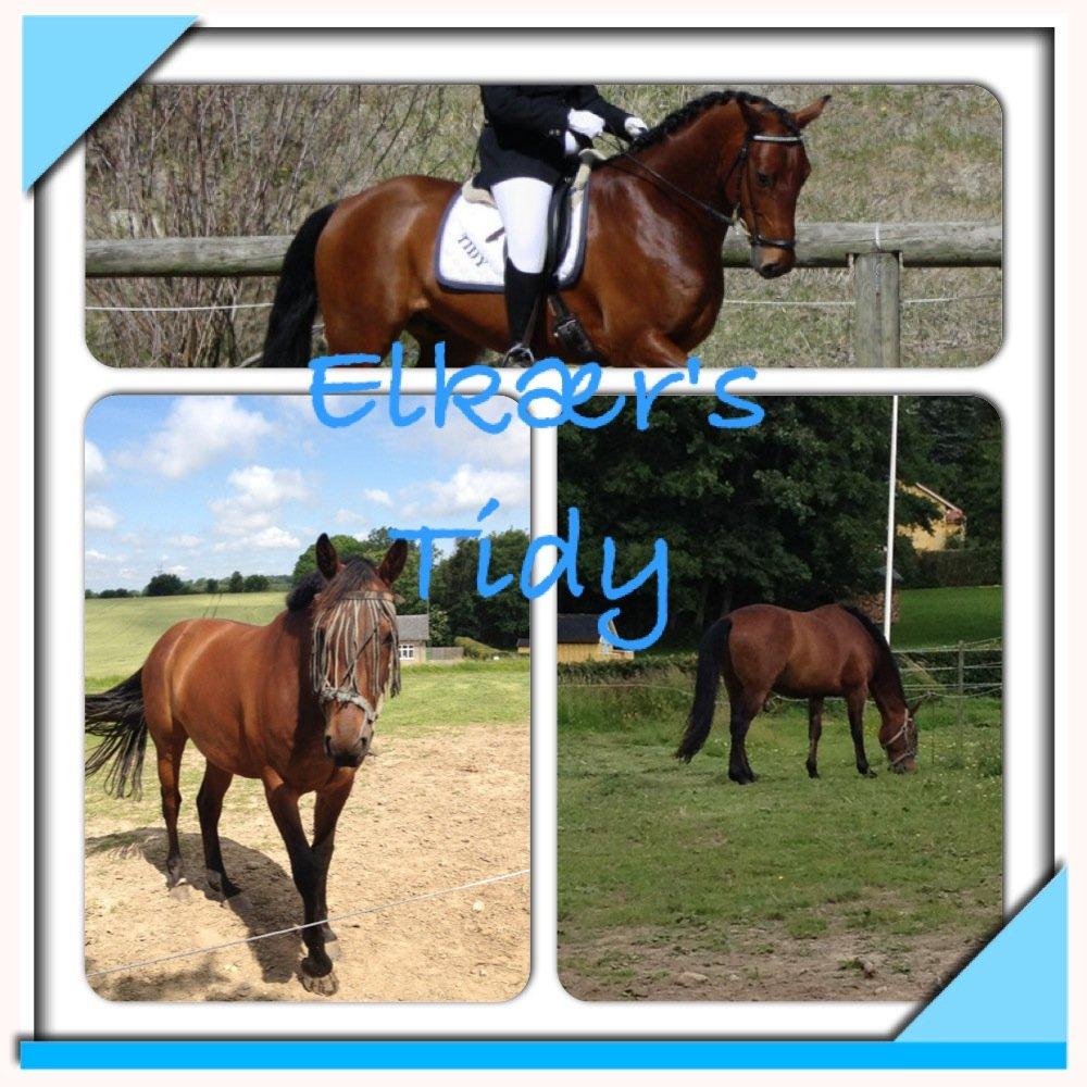 Pinto Elkær's Tidy<3 - ''Elkær's Tidy'' min dreng for evigt og altid <3 billede 19