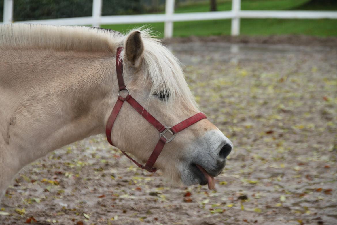 Fjordhest Højgaards Hella billede 14