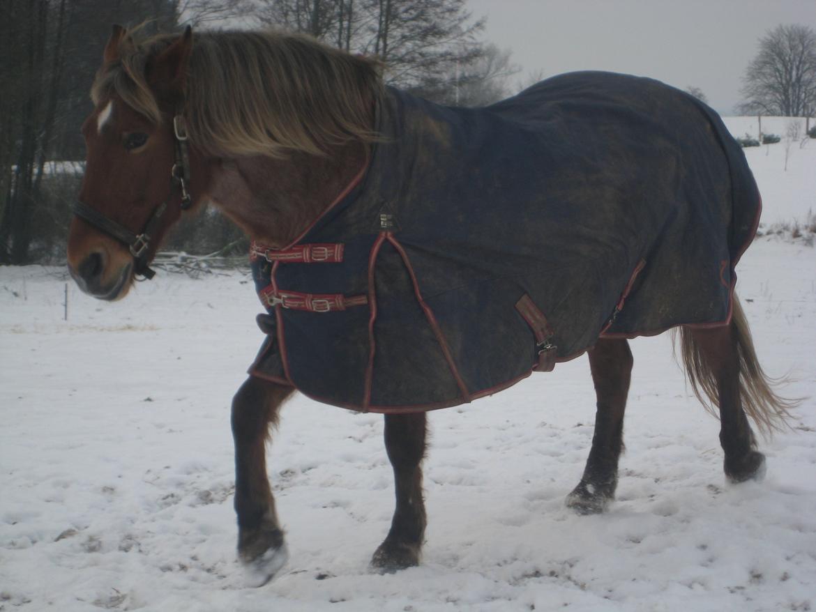 Anden særlig race Baliey [Himmelhest] - Bailey der tøffer rundt ude i sneen (:  billede 15