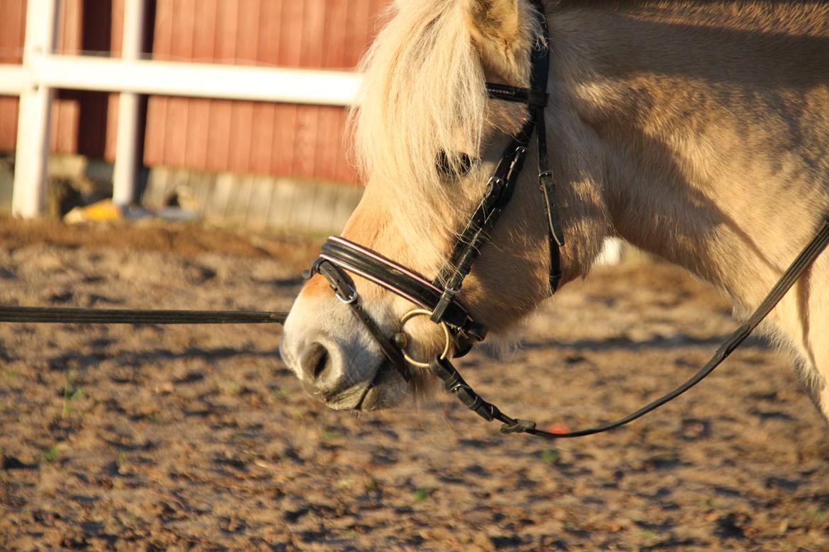 Fjordhest Højgaards Hella - Solen skinner mig lige i øjnene:-) billede 2