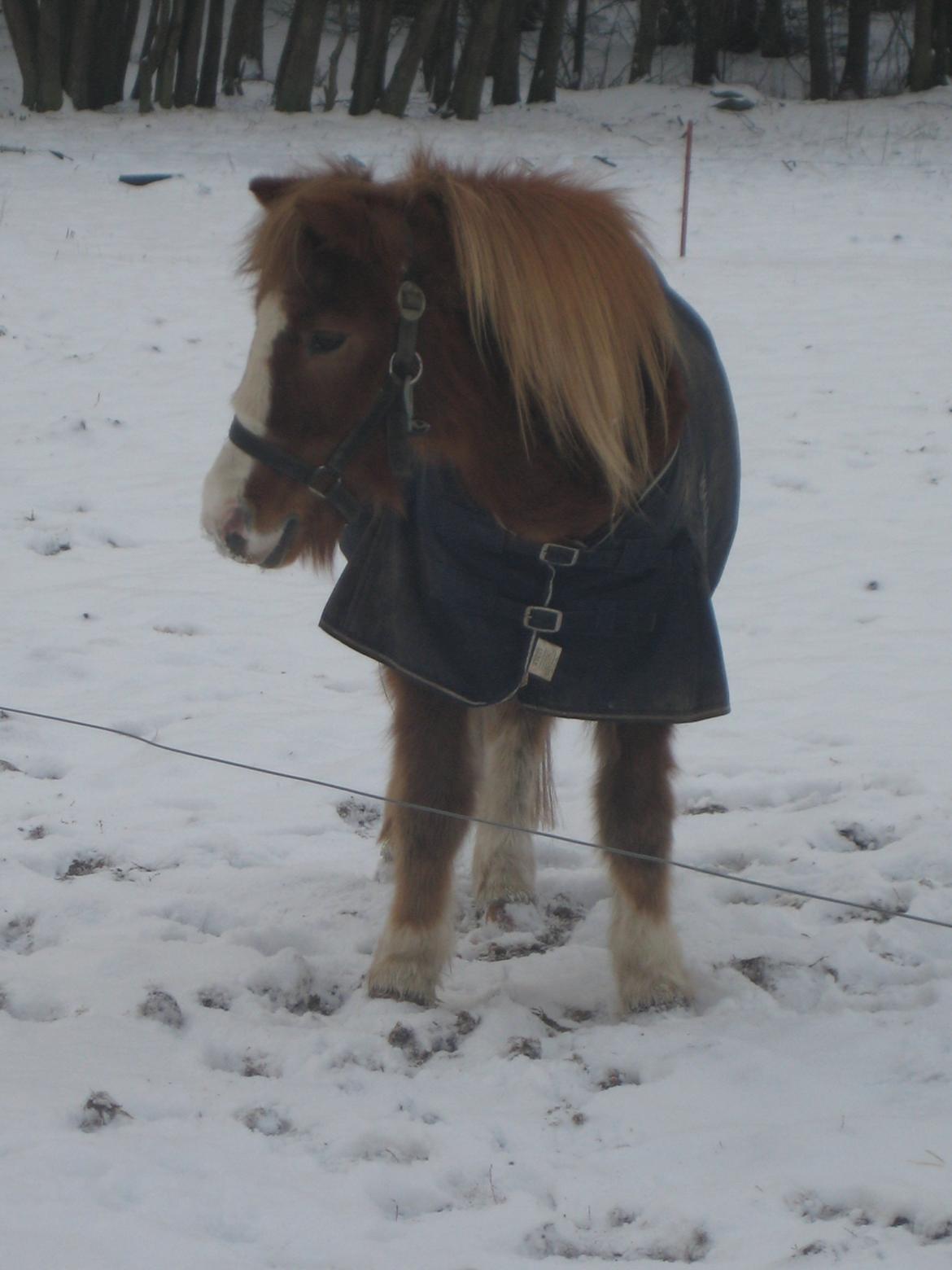 Anden særlig race Sigga - Sigga er os smuk i sneen!<3 billede 14