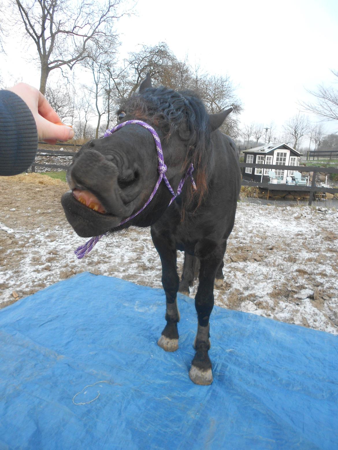 Frieser Jack Whiskey (Bassen <3) - Såå søøød! :D <3 På presening ;)<3 billede 14