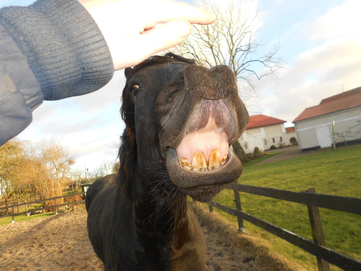 Frieser Jack Whiskey (Bassen <3) - SMIL! :D <3 billede 10