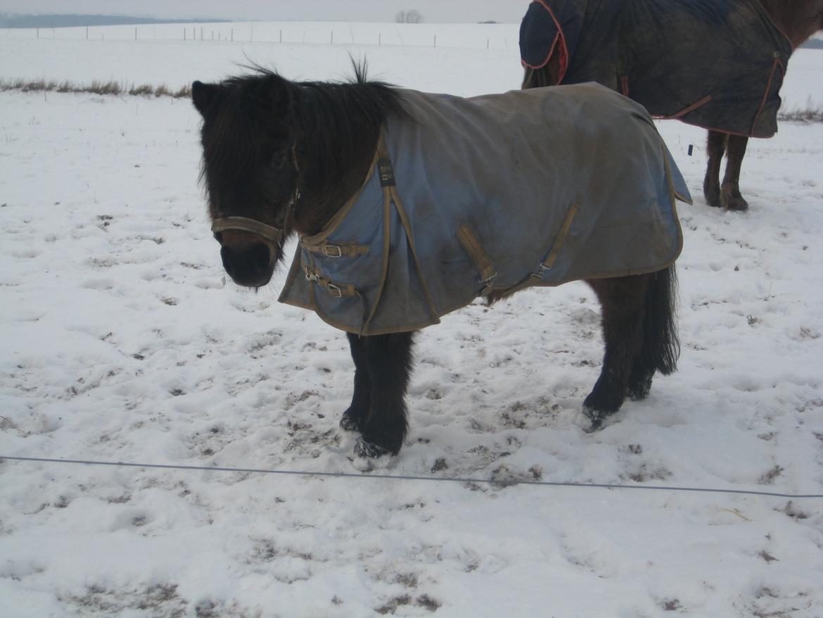 Anden særlig race Solstråle - Solstråle ude i sneen <3 billede 13