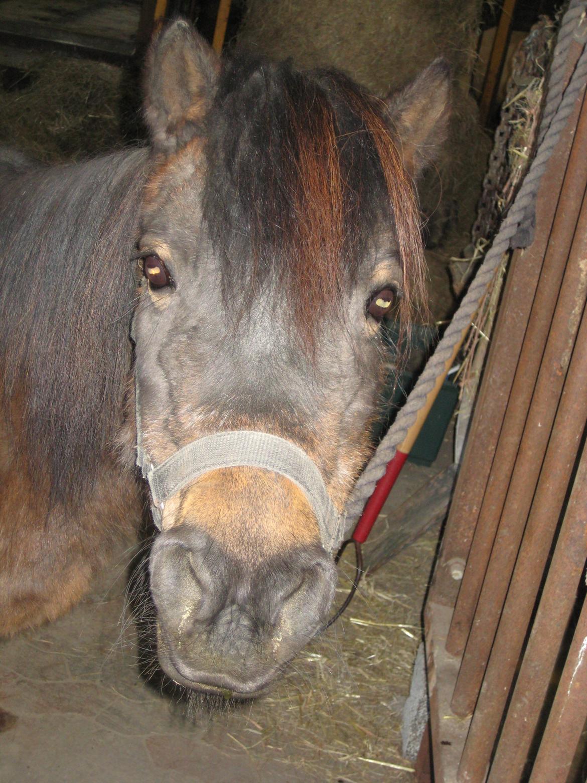 Anden særlig race Solstråle - Hun har et fantastisk dejligt hoved !<3 billede 7