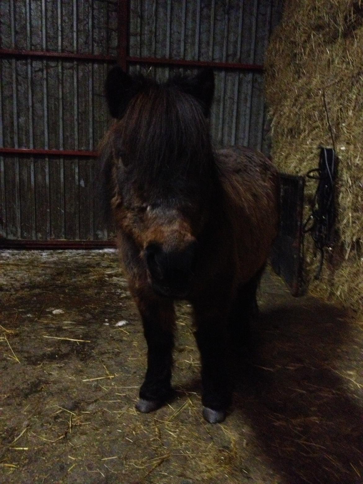 Anden særlig race Solstråle - Hun er da en chamrende pony!<3 billede 10