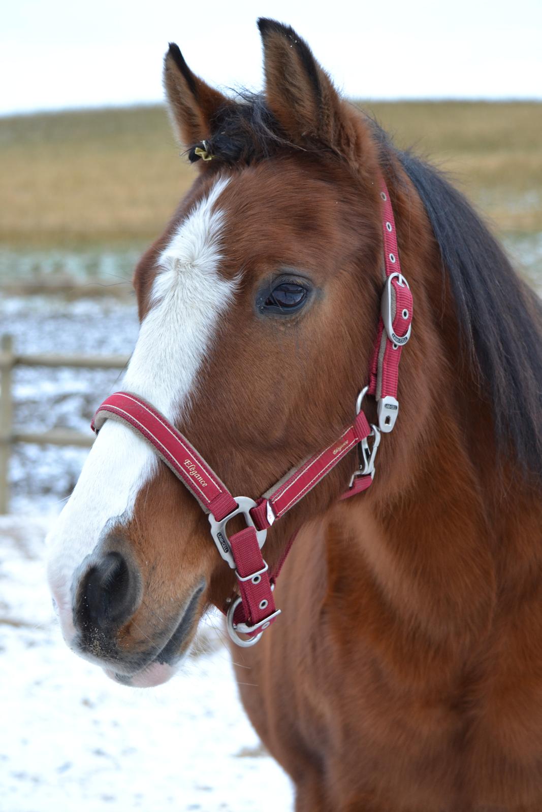 Anden særlig race (Miss) Scarlett - Smukke pige <3 billede 6