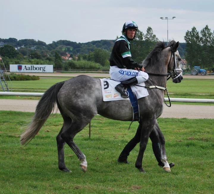 Fuldblod (XX) Silver Shine (IRE) - præsentation Aalborg billede 3