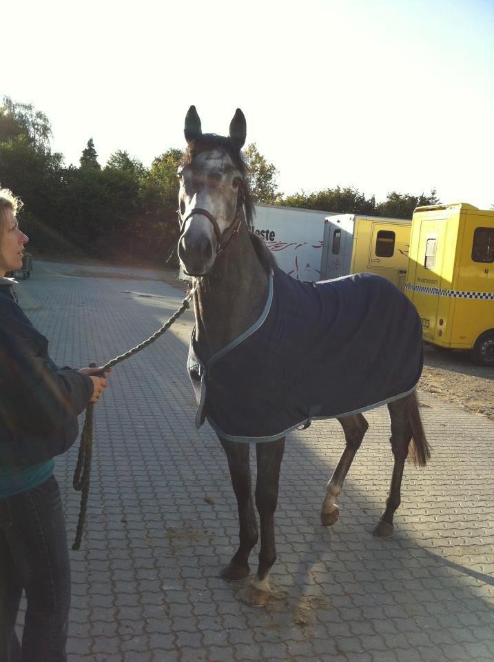Fuldblod (XX) Silver Shine (IRE) billede 4