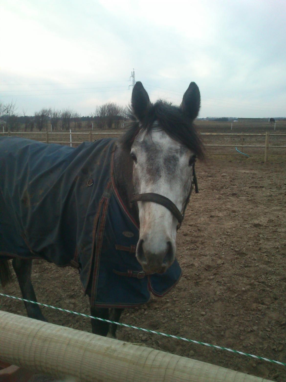 Fuldblod (XX) Silver Shine (IRE) - foldhygge billede 5