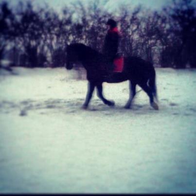Welsh Cob (sec D) Valhallas Jesse James den smukke! - undskyld kvali. taget fra video :-) første gang jeg sidder på bassen<3 billede 2
