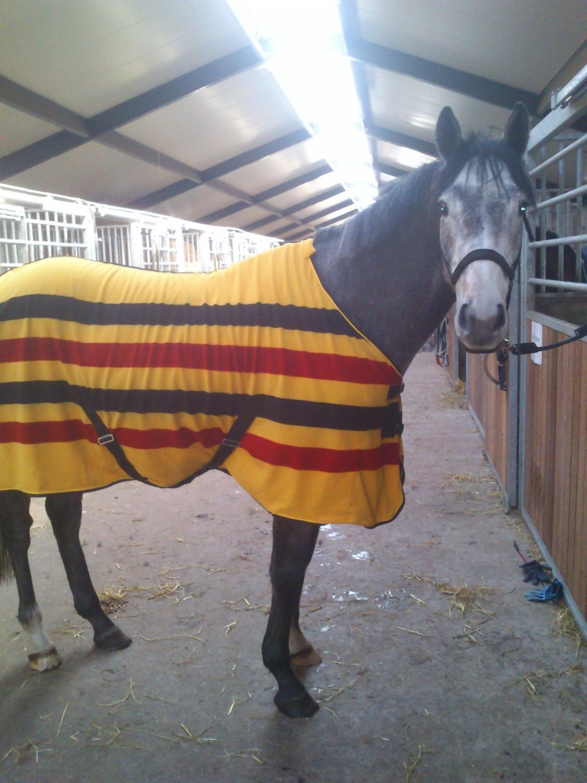 Fuldblod (XX) Silver Shine (IRE) - afslapning efter dagens træning billede 6