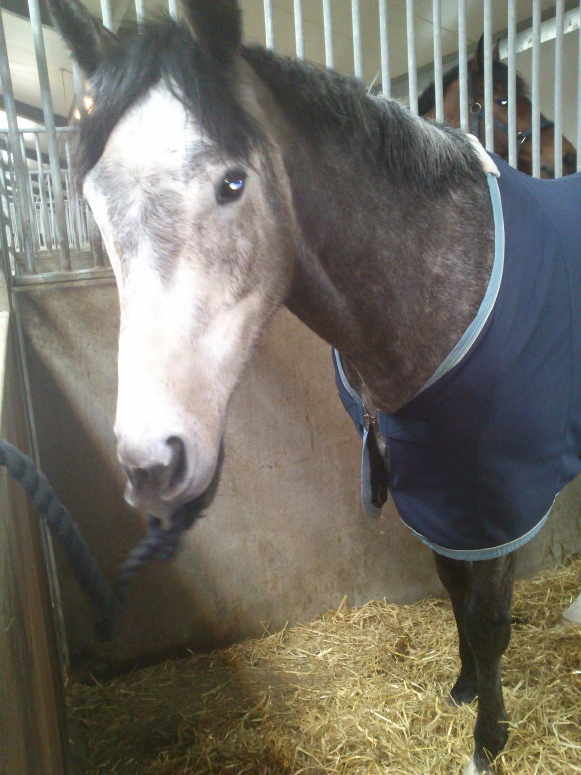 Fuldblod (XX) Silver Shine (IRE) billede 8