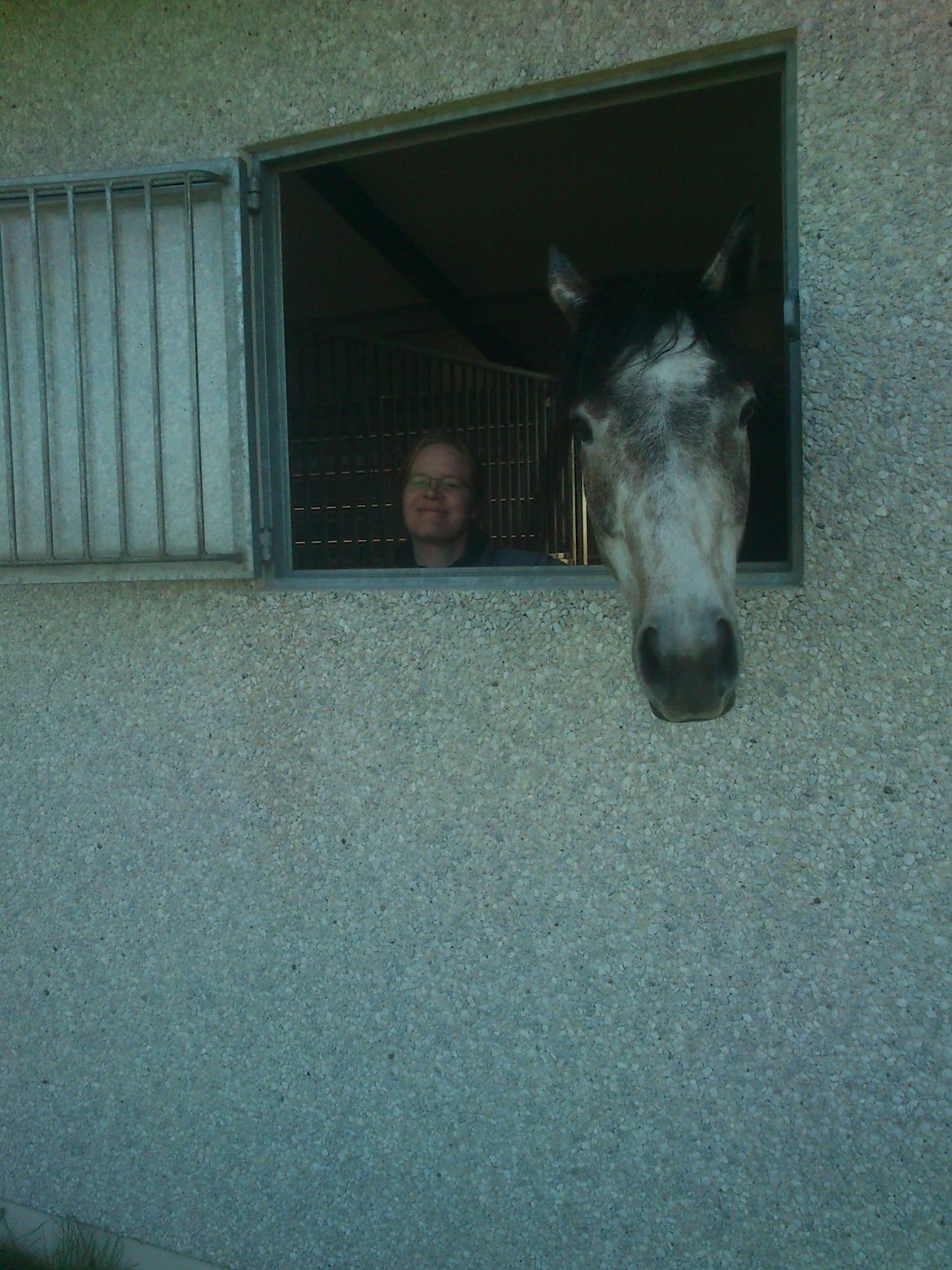 Fuldblod (XX) Silver Shine (IRE) - Silver og staldmesteren billede 9