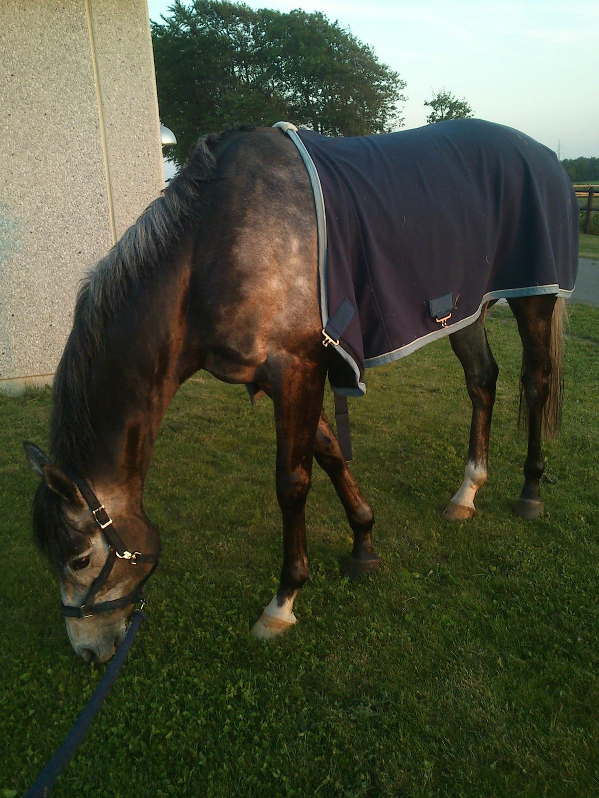 Fuldblod (XX) Silver Shine (IRE) - hygge efter dagens træning billede 10