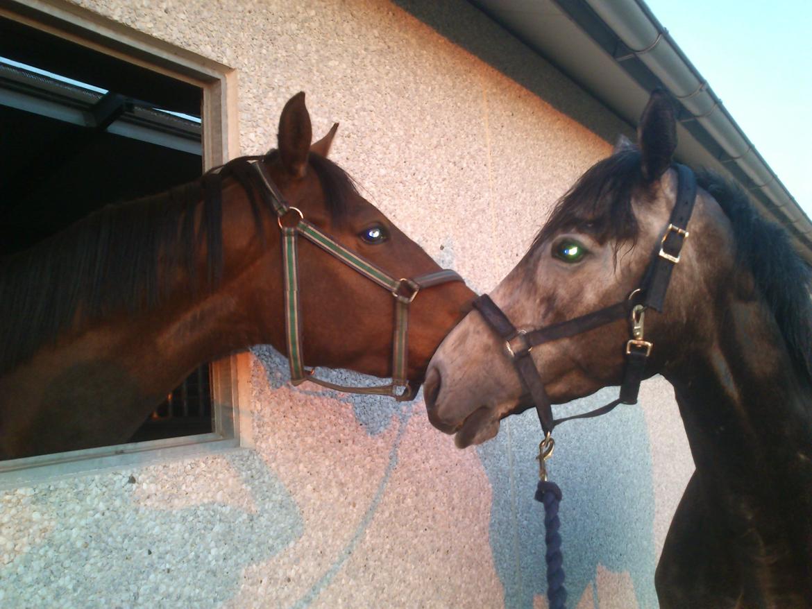 Fuldblod (XX) Silver Shine (IRE) - legekammerater billede 11