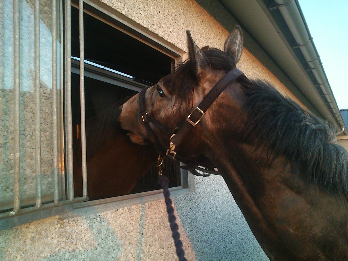 Fuldblod (XX) Silver Shine (IRE) billede 12