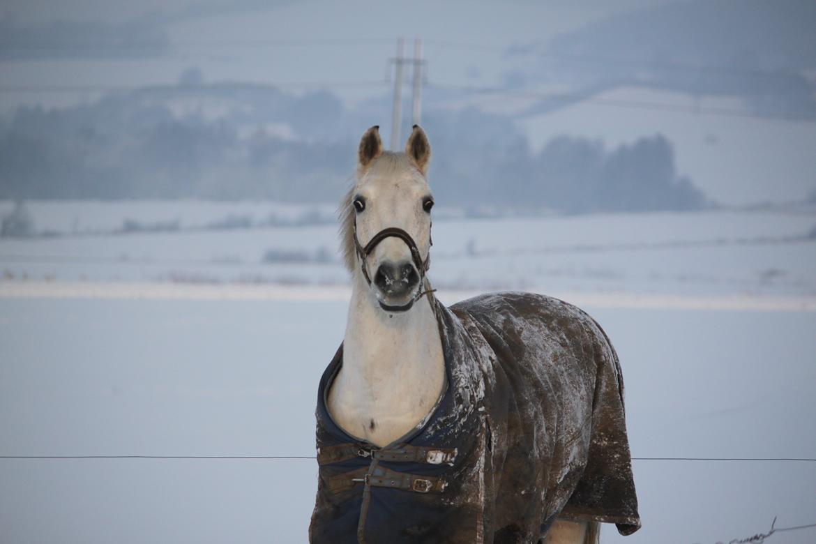 Anden særlig race Luka - Luka i sne 2013:) billede 2