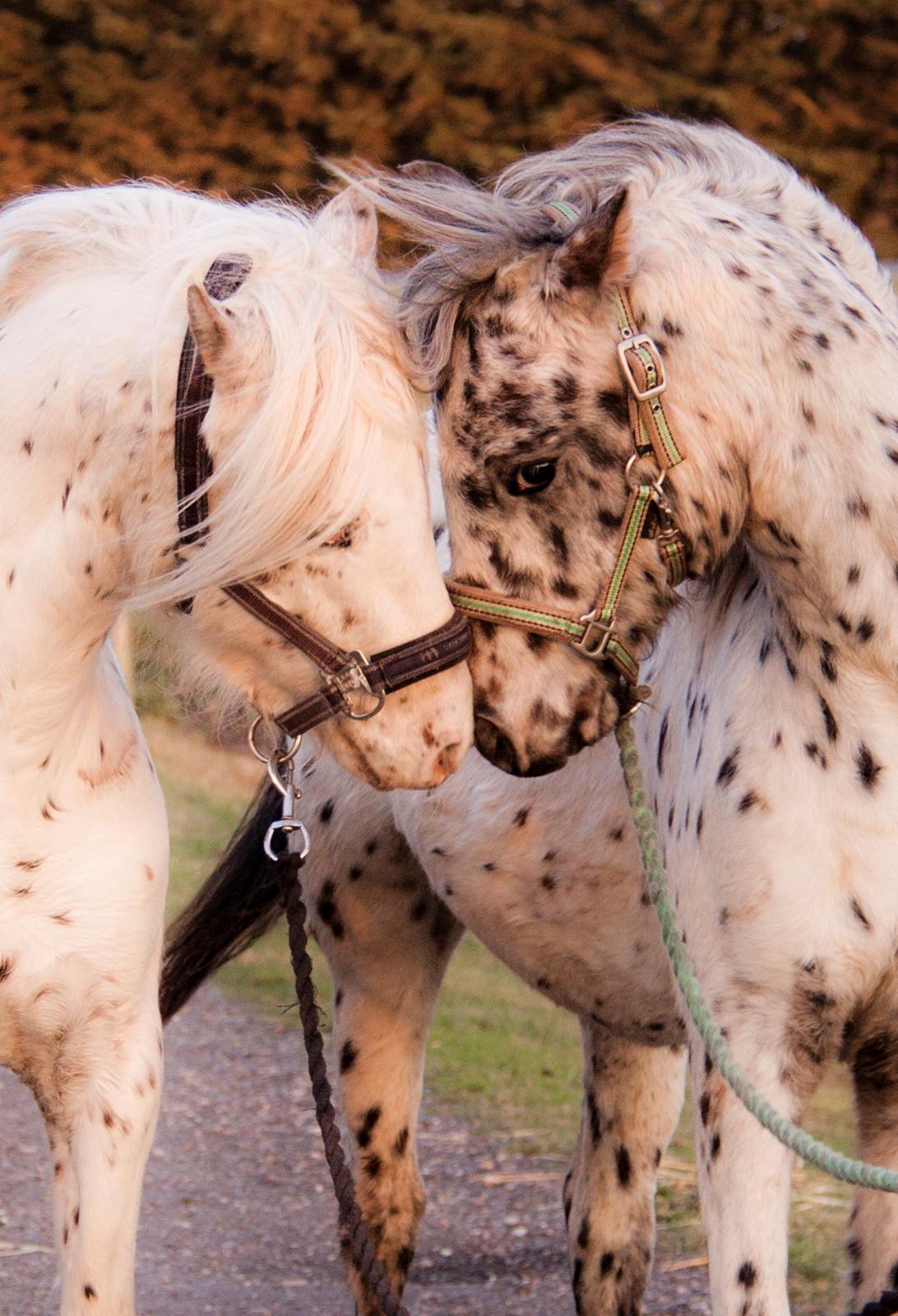 Knabstrupper Laban (SOLGT) - Sammen med sin lillebror billede 5