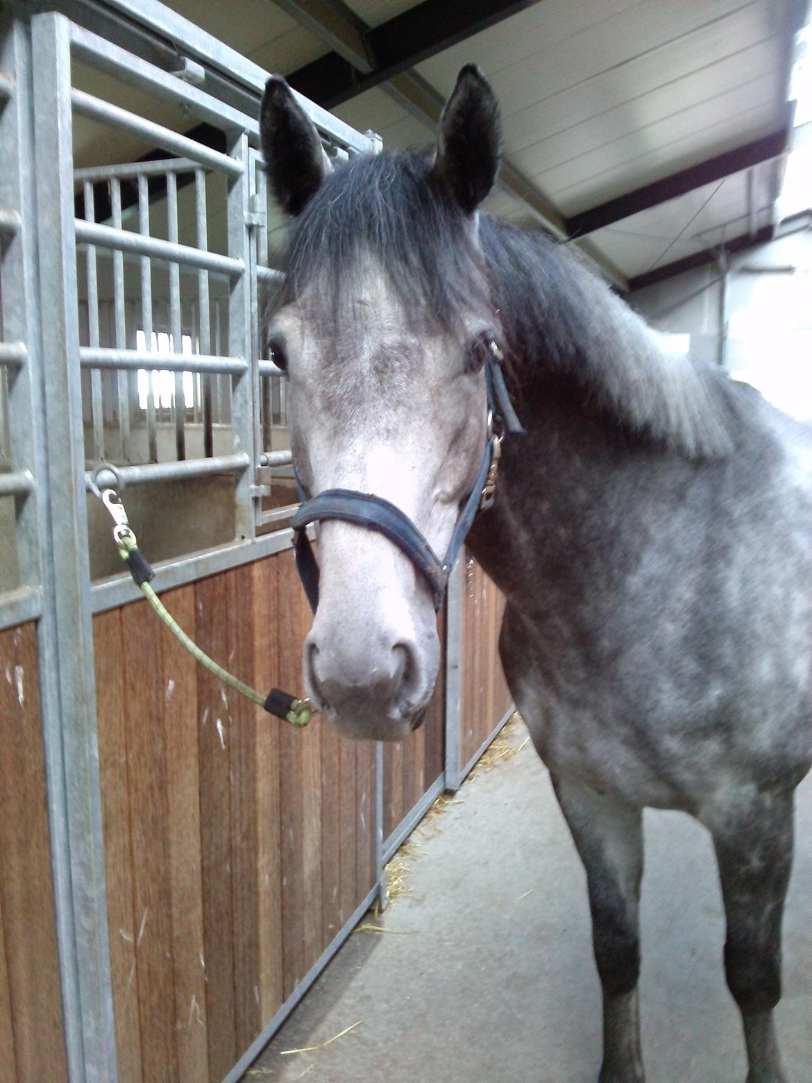 Fuldblod (XX) Silver Shine (IRE) - <3 billede 14