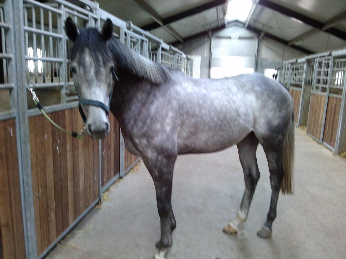 Fuldblod (XX) Silver Shine (IRE) billede 15