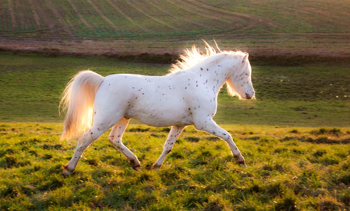 Knabstrupper Laban (SOLGT) - 2012 billede 2