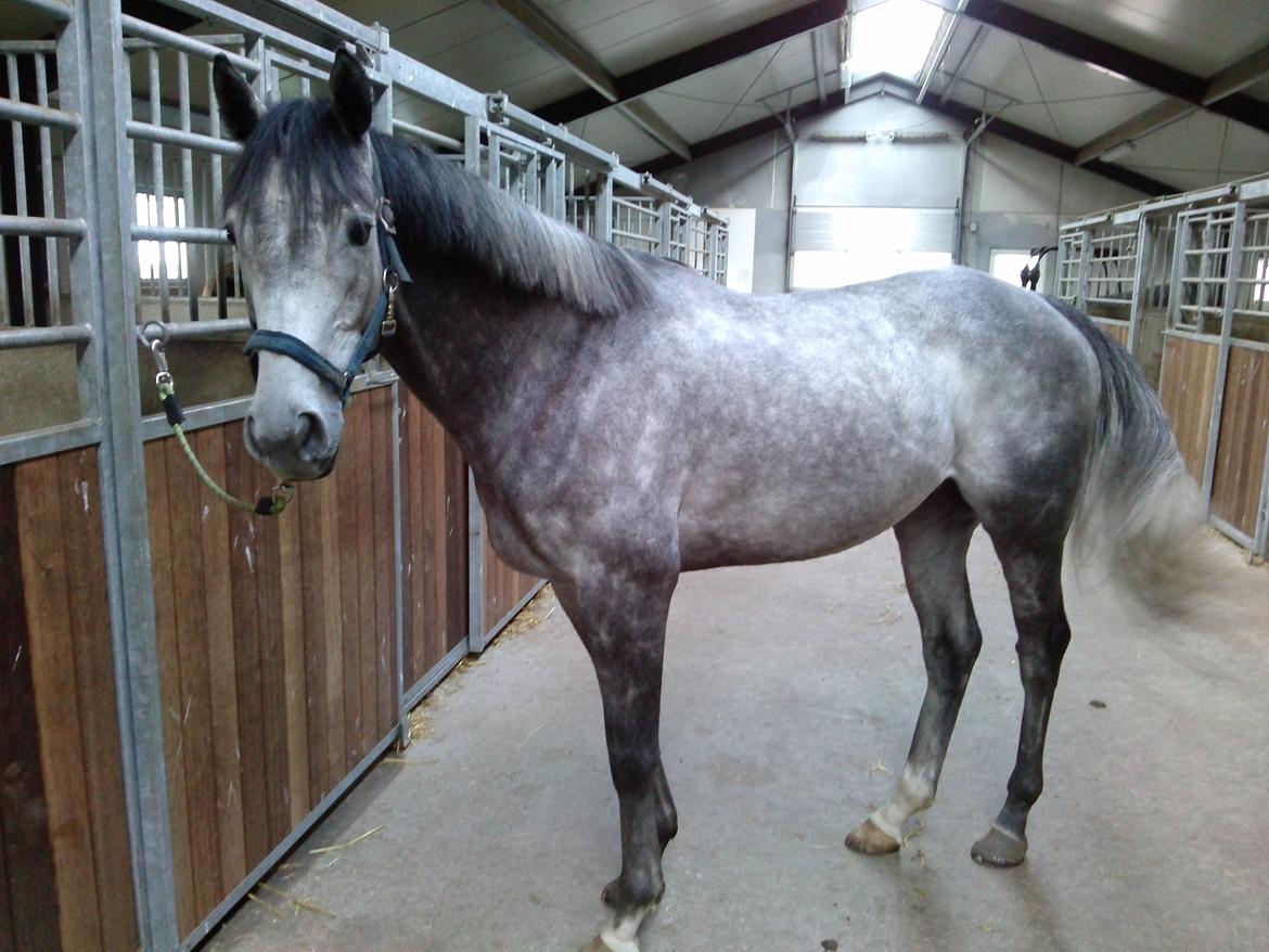 Fuldblod (XX) Silver Shine (IRE) billede 16
