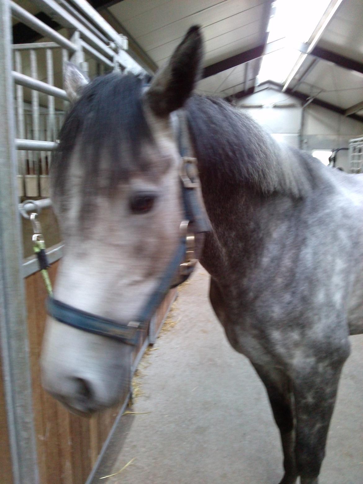 Fuldblod (XX) Silver Shine (IRE) billede 17