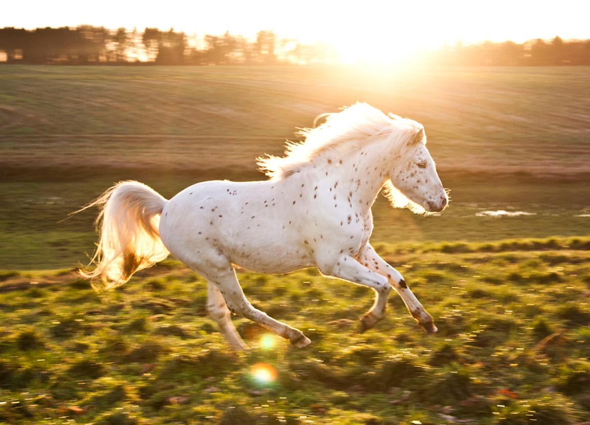 Knabstrupper Laban (SOLGT) - 2012 billede 3