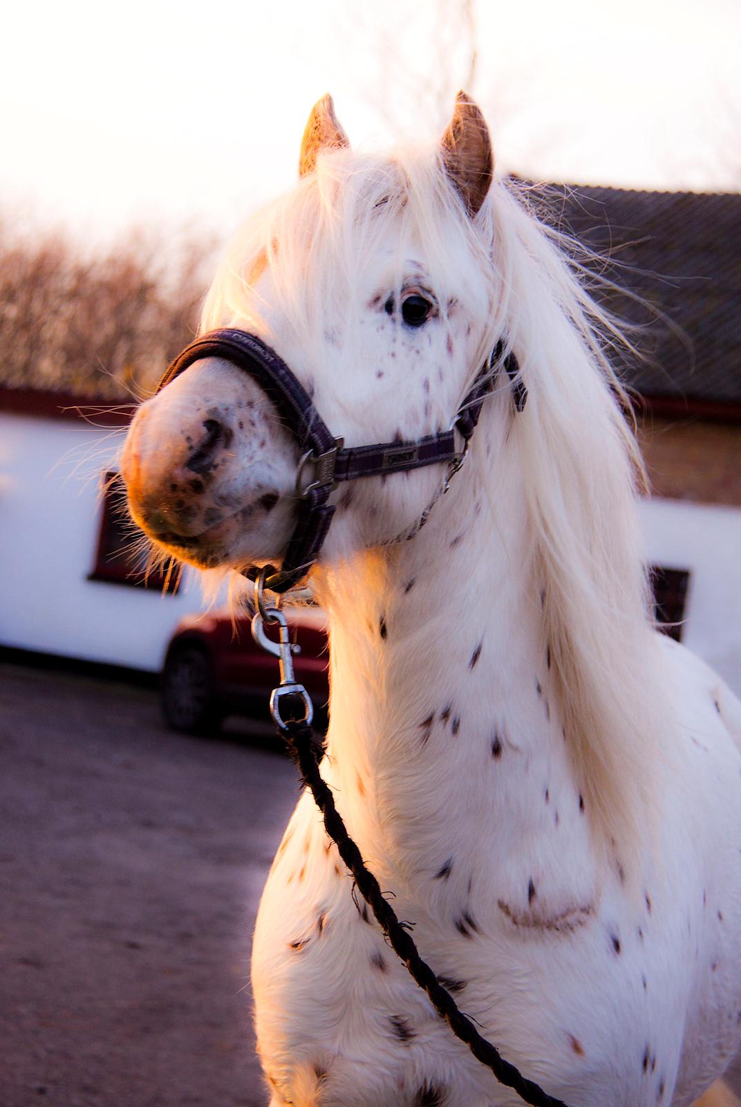 Knabstrupper Laban (SOLGT) billede 4