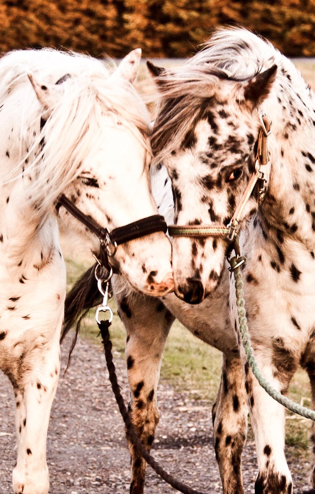 Knabstrupper Laban (SOLGT) - Sammen med lillebror billede 6