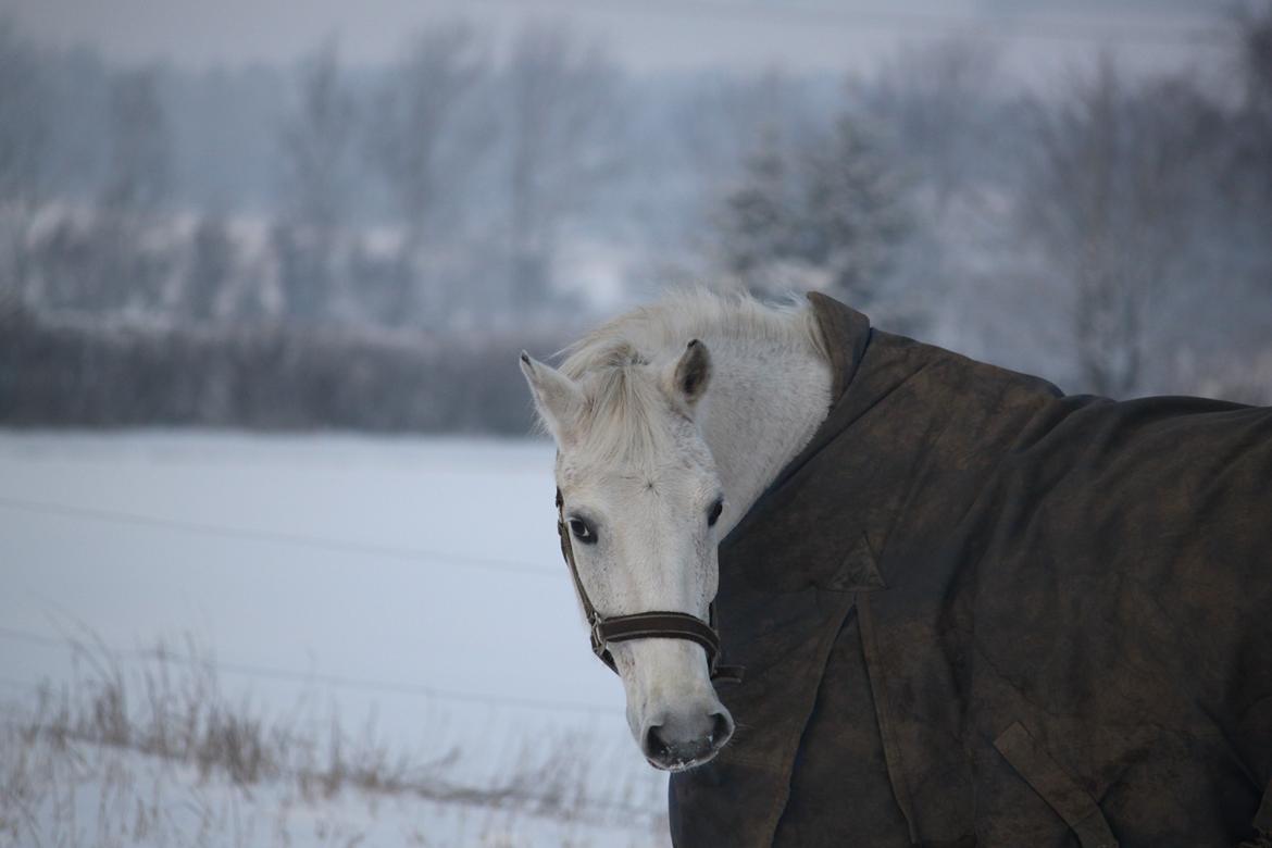 Anden særlig race Luka billede 7