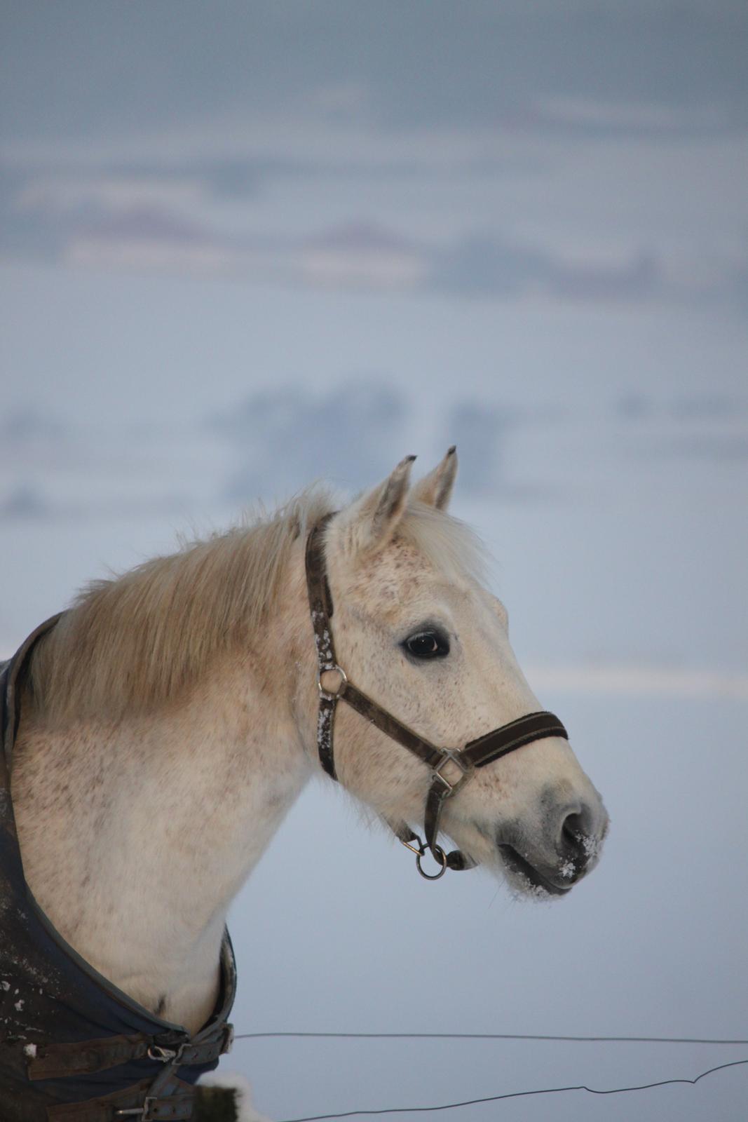 Anden særlig race Luka billede 3