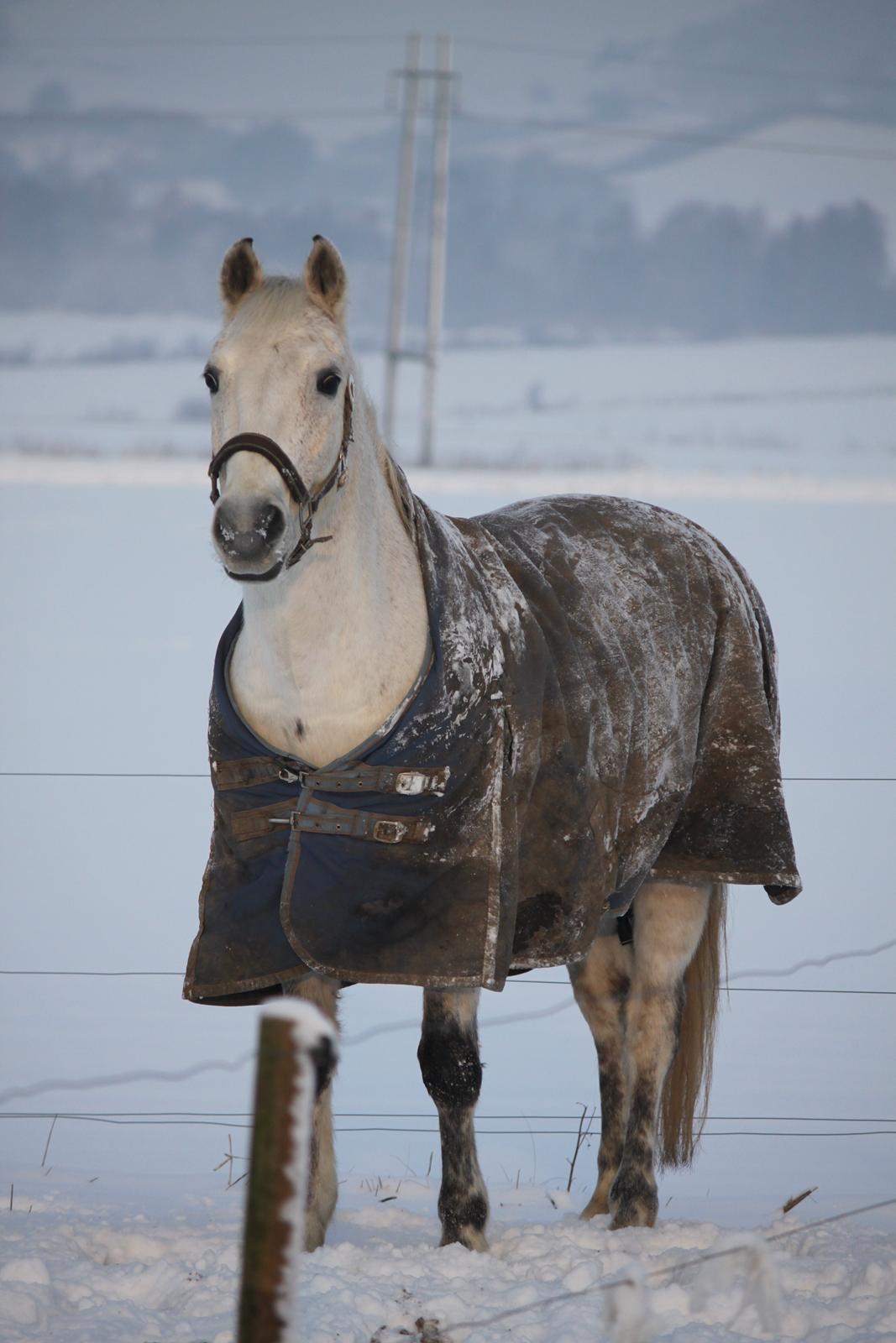 Anden særlig race Luka billede 6