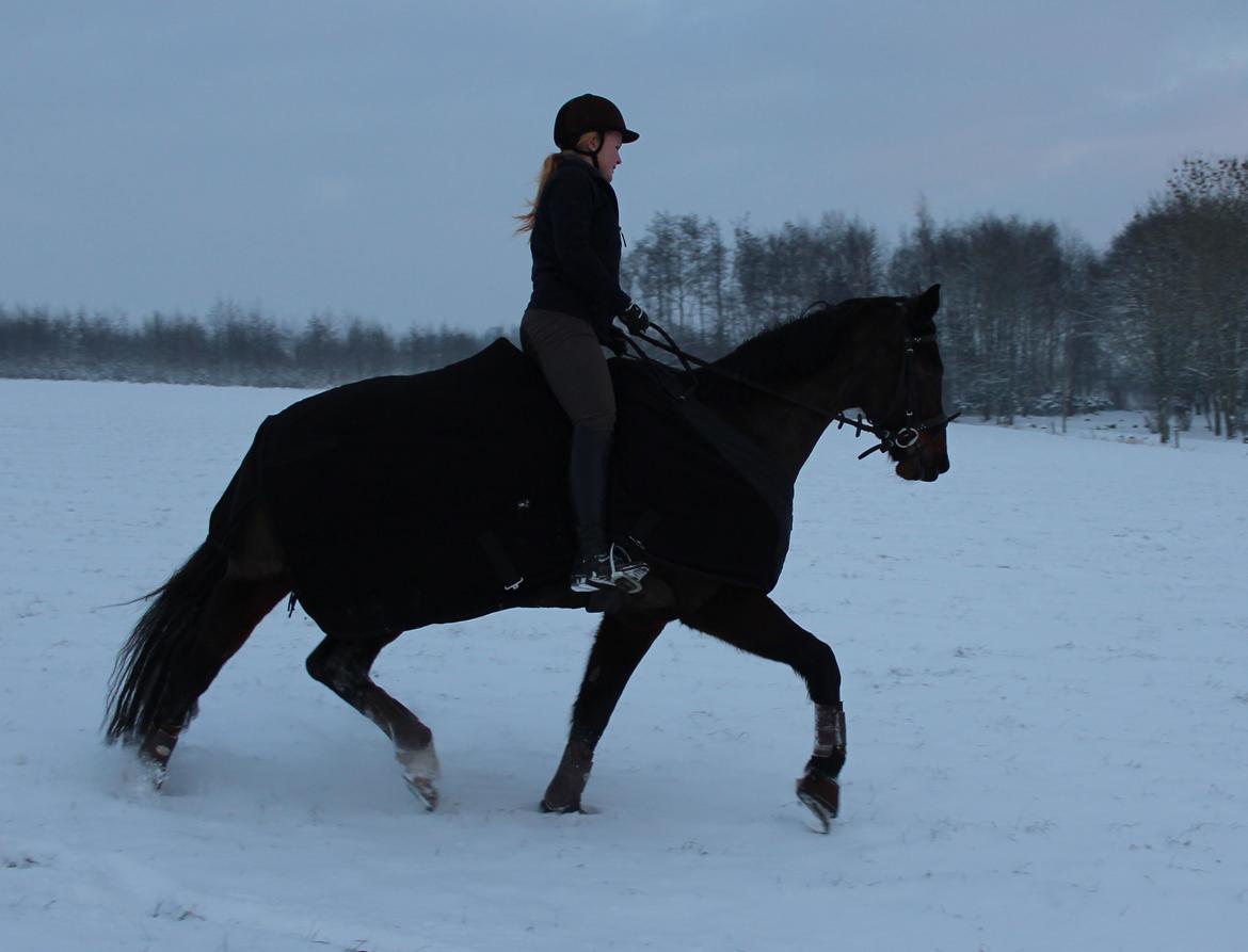Dansk Varmblod Birkevangens Breezer billede 15