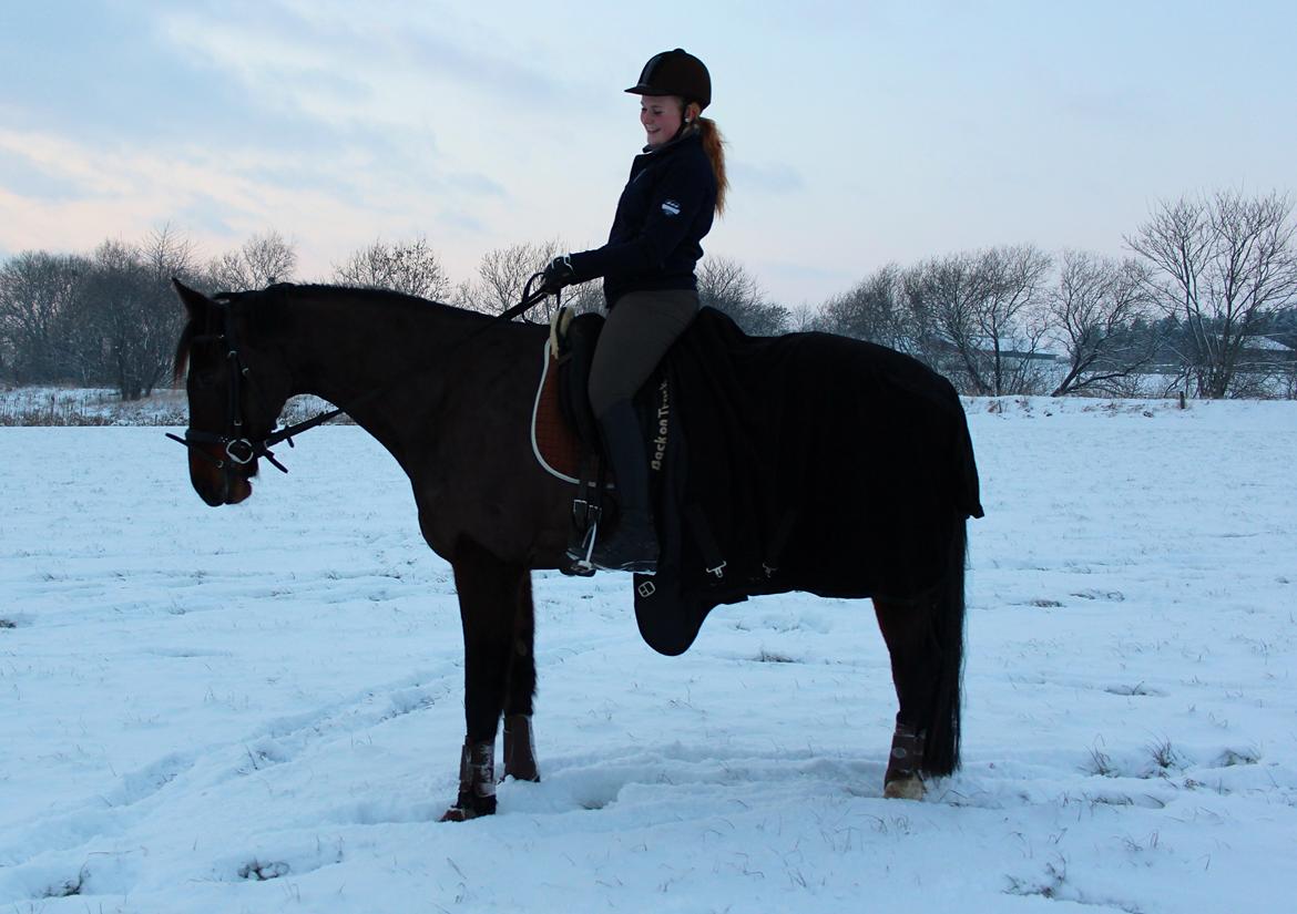 Dansk Varmblod Birkevangens Breezer billede 16